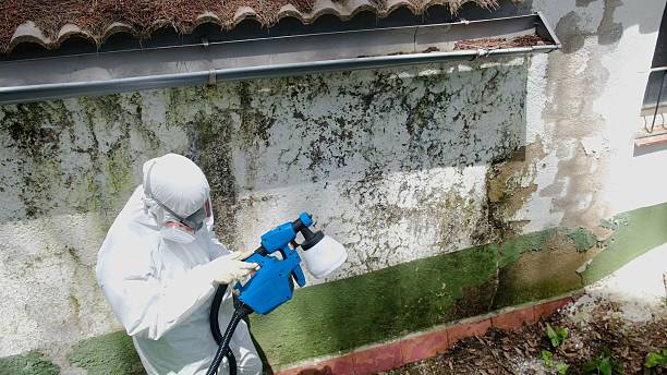 Trusted Attic Mold Removal service in Richwood, TX - Cheap Mold Removal